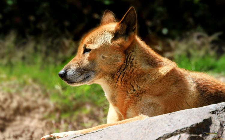 Perro cantor de Nueva Guinea