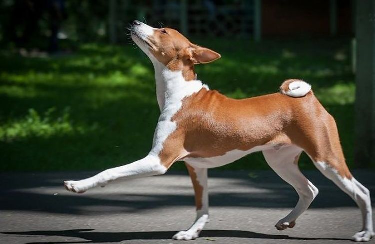 Basenji andando