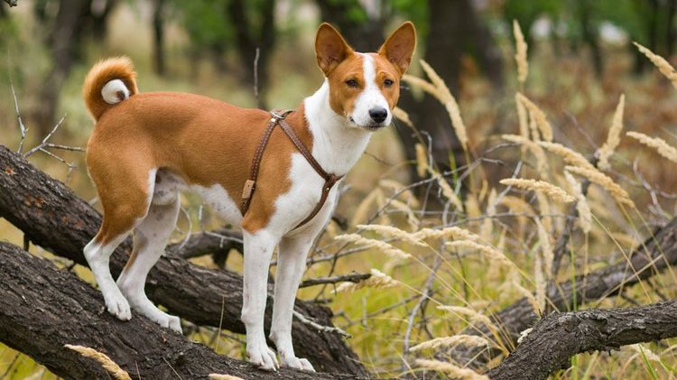 Basenji en un árbol