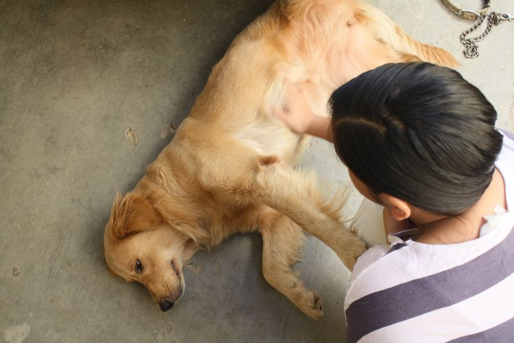 Labrador tumbado en el suelo