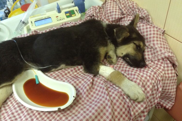 Cachorro de perro pastor con catéter