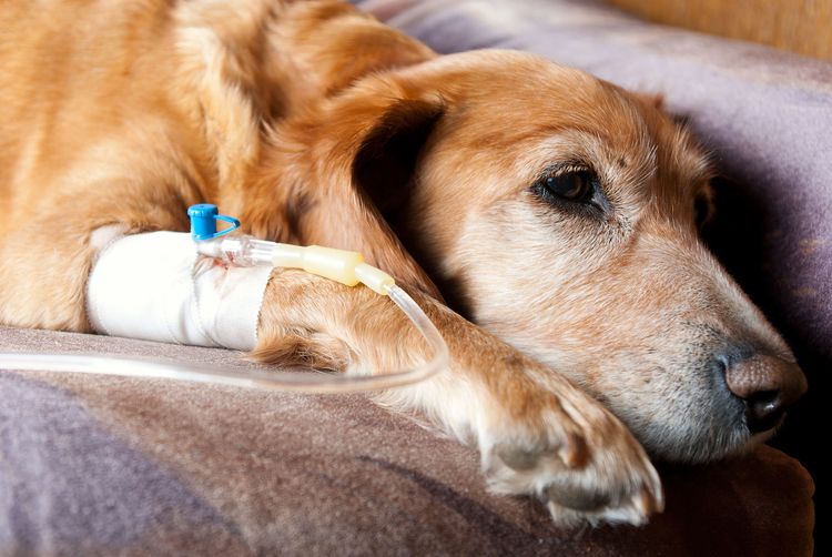 Perro con suero en la pata