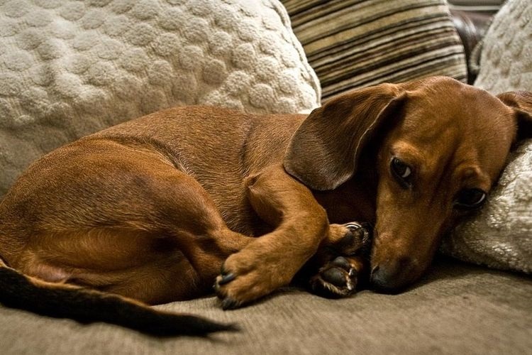 El perro salchicha está tumbado en el sofá