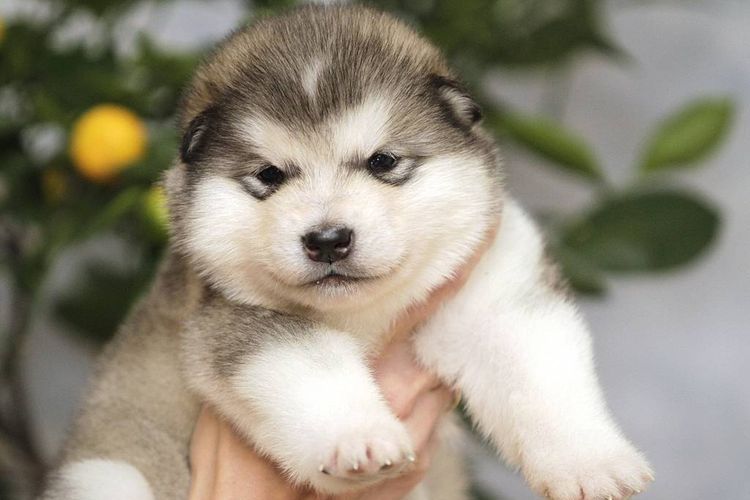 Malamute de Alaska