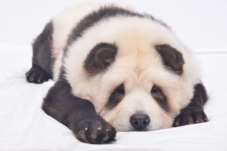 Chow chow panda