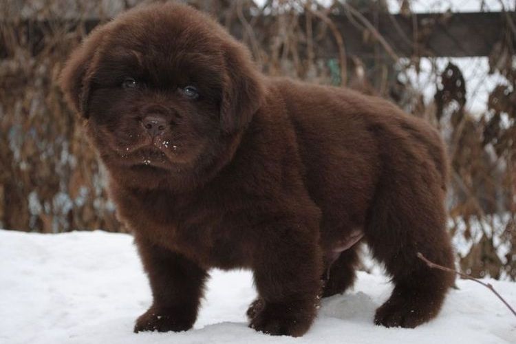 Cachorro de Terranova