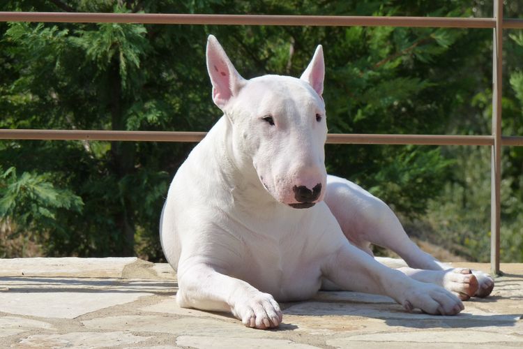 Bull Terrier Inglés