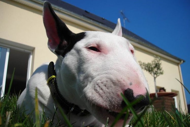 Bull terrier en la hierba