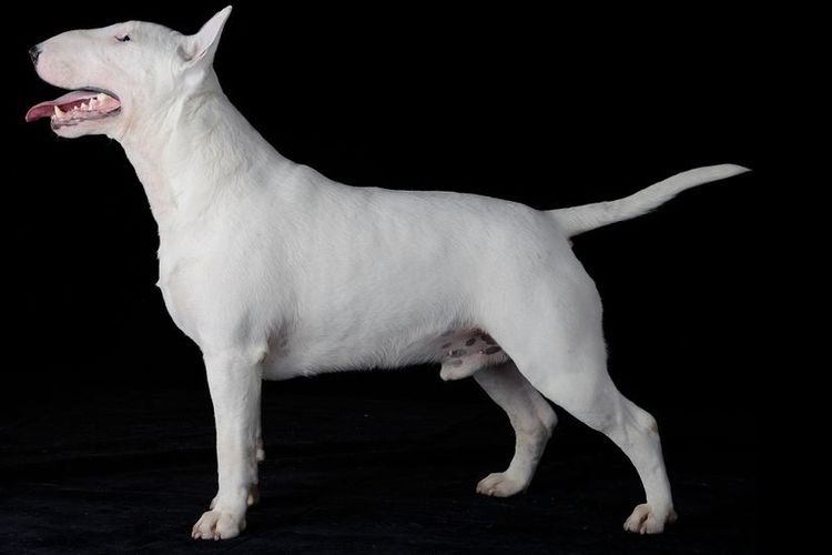 Bull Terrier sobre fondo negro
