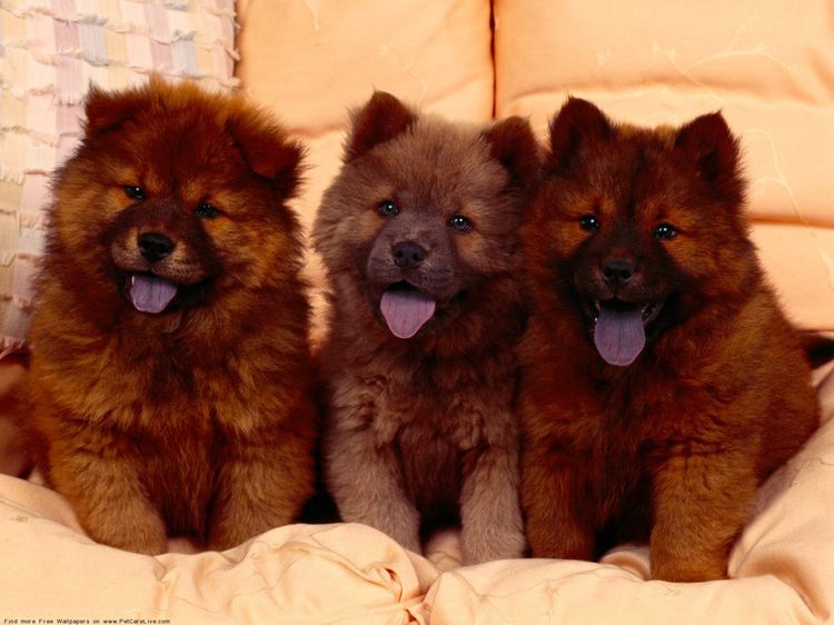 Cachorros de chow chow
