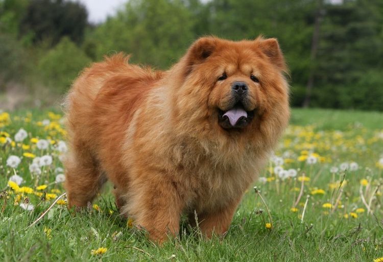 Chow chow de pie en un prado