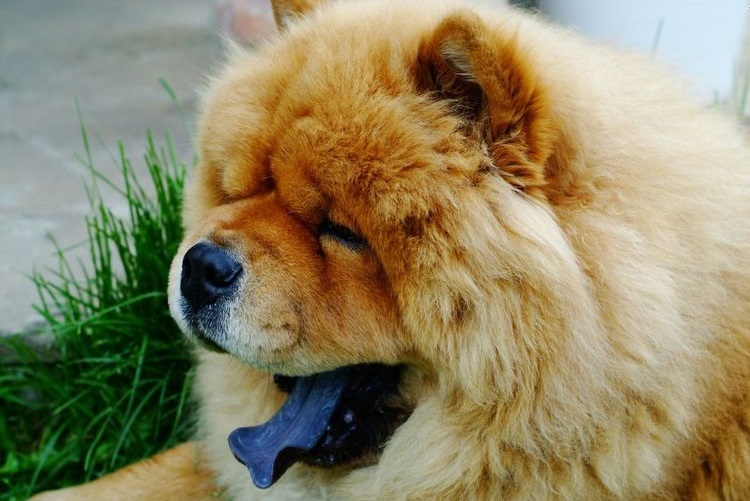 Chow chow con lengua azul