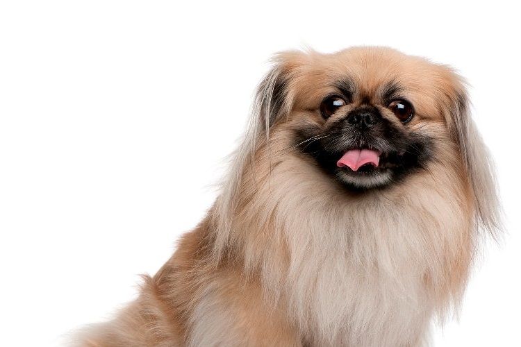 Pekinés