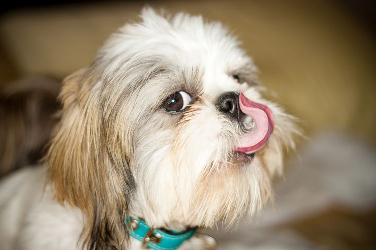 Shih Tzu