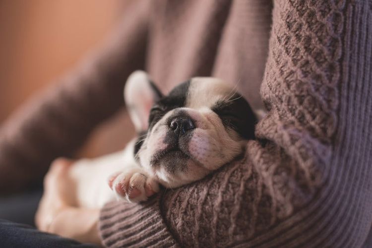 El perro duerme en brazos de su dueña