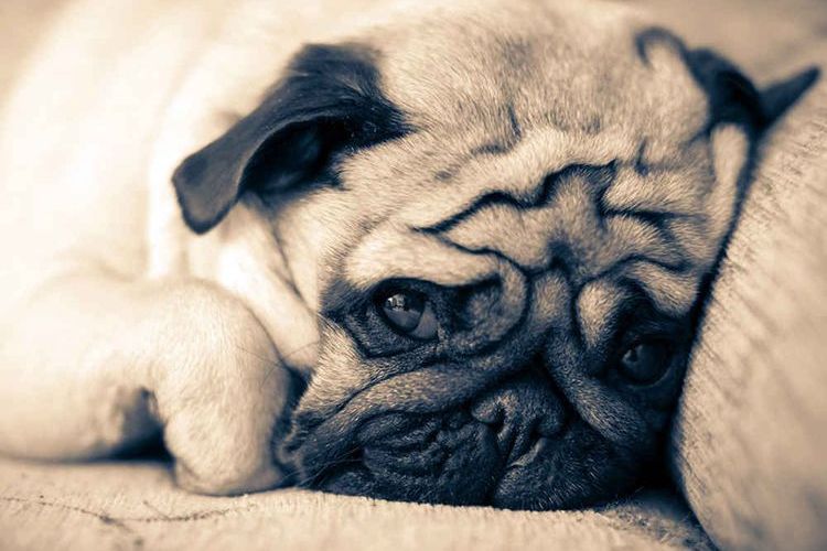Pug