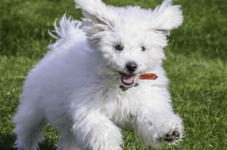 Bichón frisé