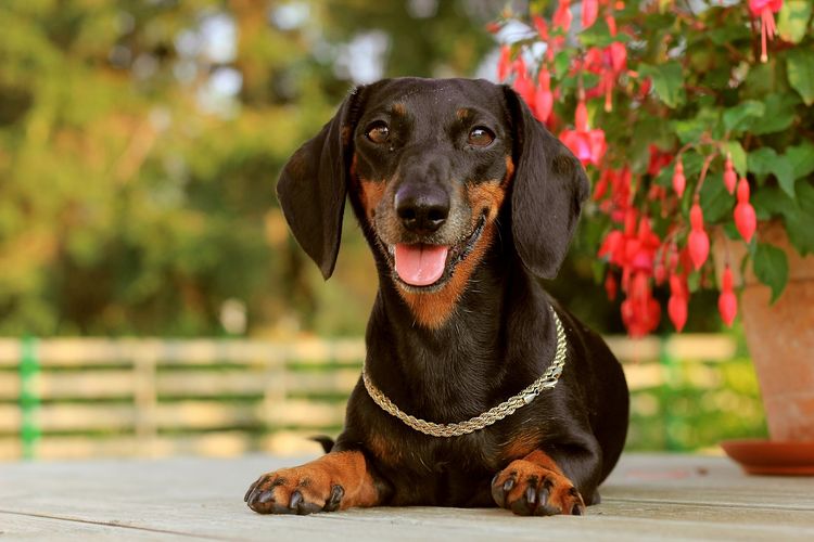 Perro salchicha