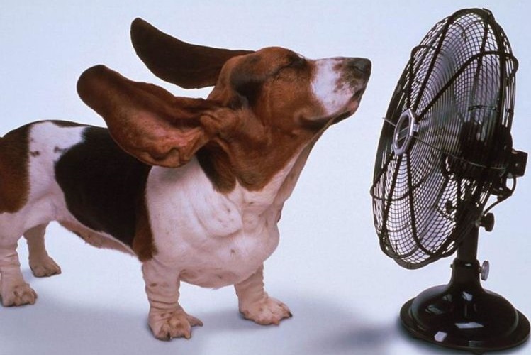 Basset hound