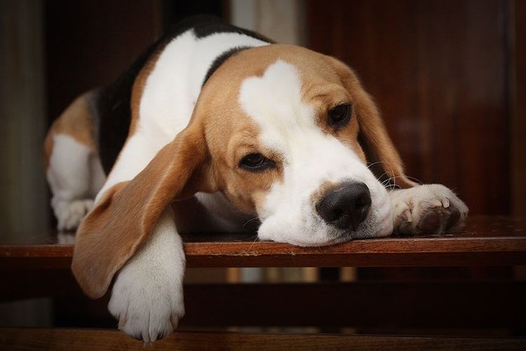 Beagle