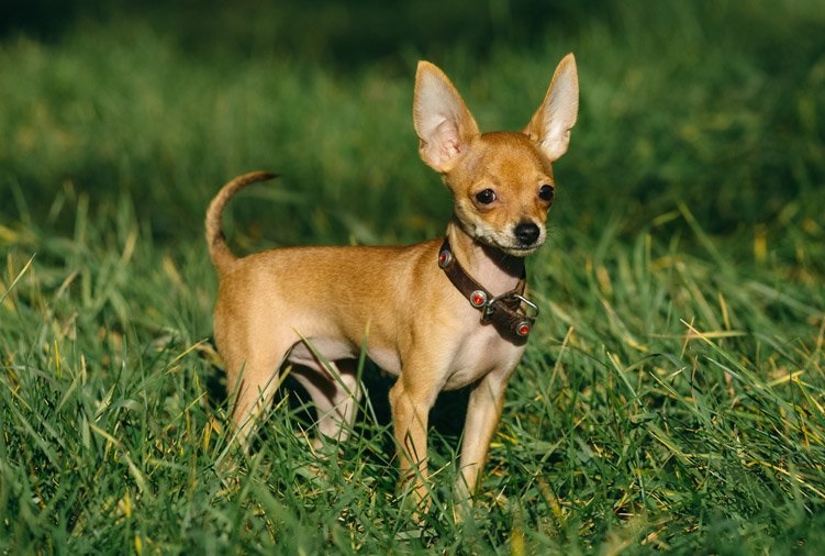 Toy terrier