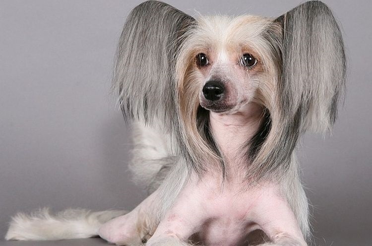 Chinese Crested