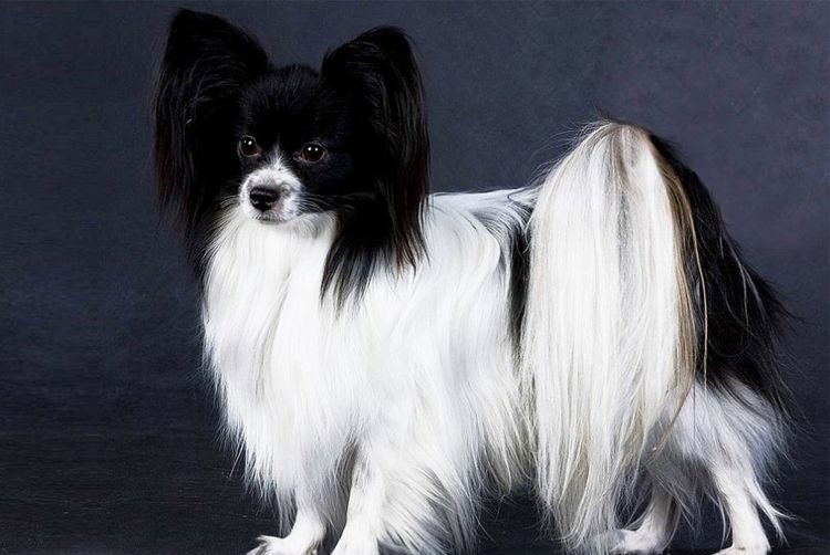 Papillon