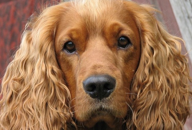 Cocker spaniel