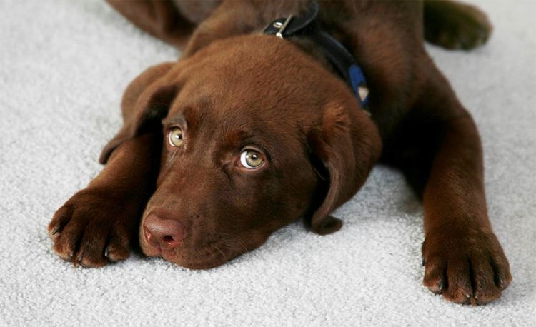 Cachorro triste