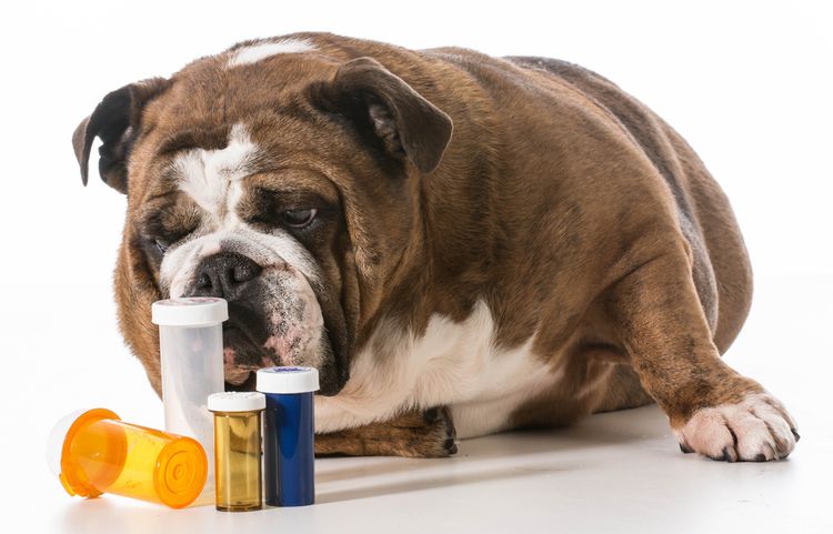 Perro y pastillas