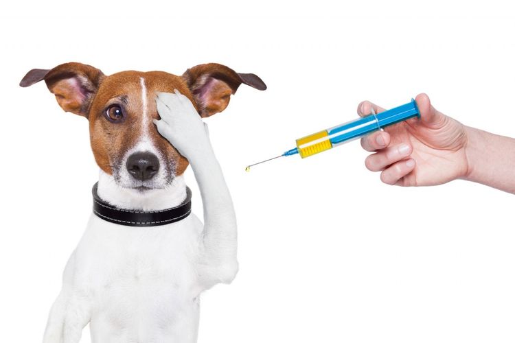El perro y la jeringuilla
