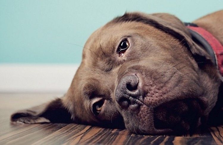 Perro triste