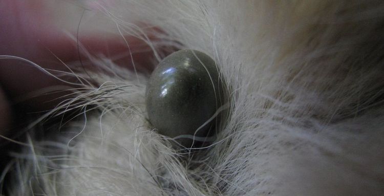 Garrapata en un perro
