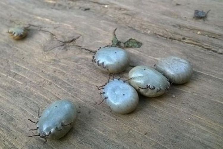 Garrapatas desprendidas