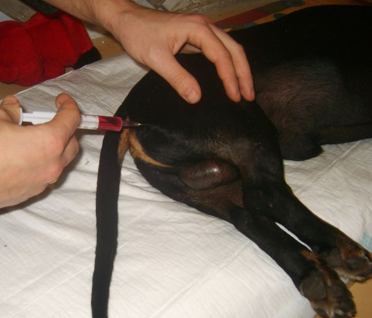 Inyección a un perro en el muslo