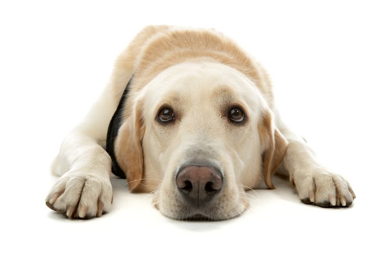 Perro triste