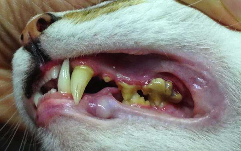 Sarro dental en gatos