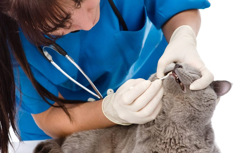Tratamiento de la estomatitis en gatos