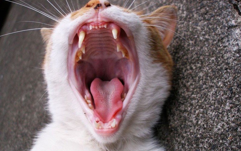 Estomatitis en gatos: diagnóstico, tratamiento y prevención
