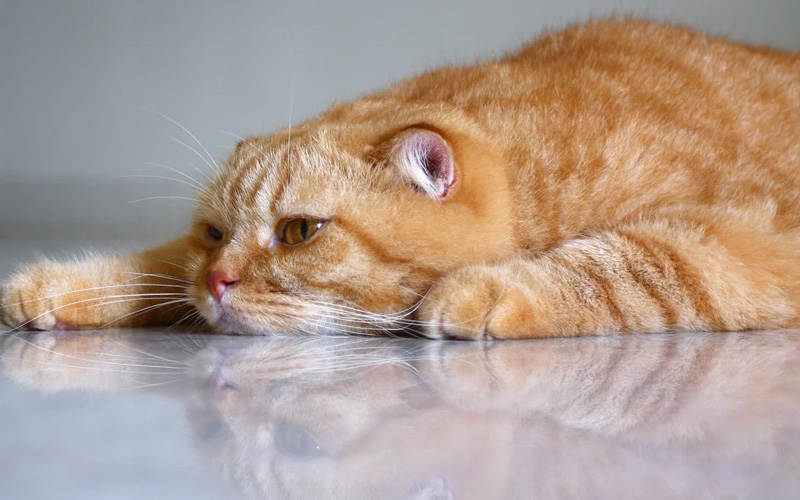 ¿Cómo se manifiesta la estomatitis en los gatos?