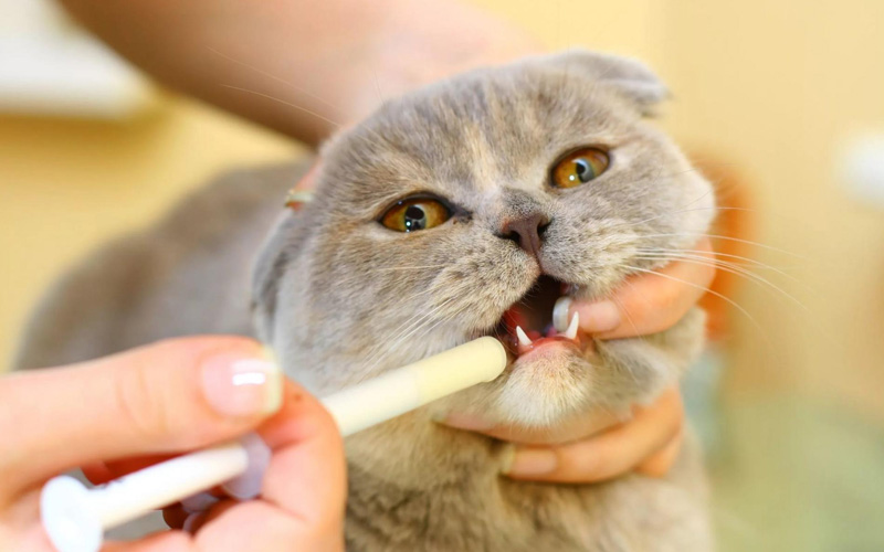 Alimentación del gato con estomatitis