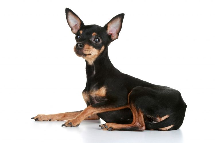 Perro con orejas grandes