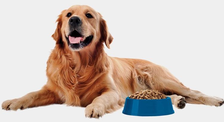 Perro con cuenco de comida