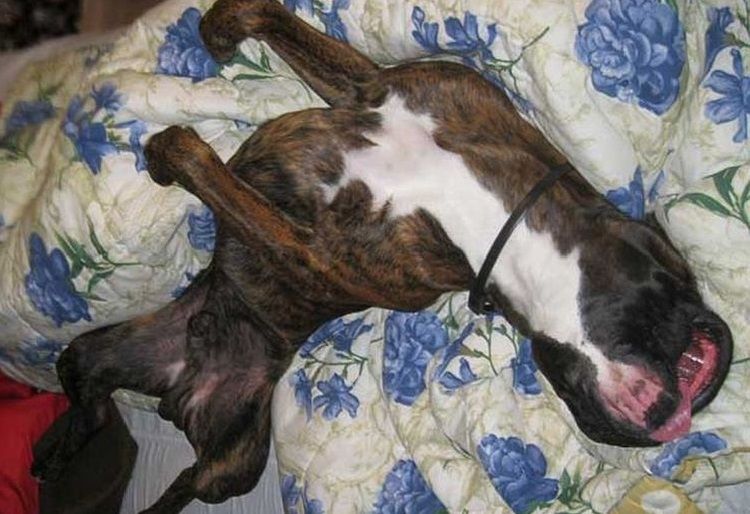 Convulsiones en el perro
