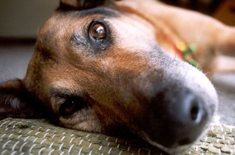 El perro está tumbado