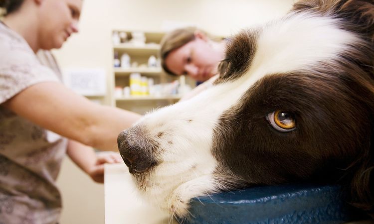 Perro en el veterinario