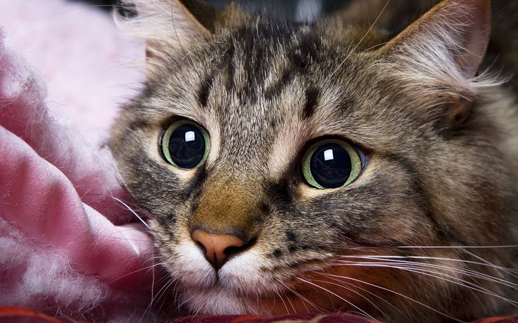 Gato de color tabby