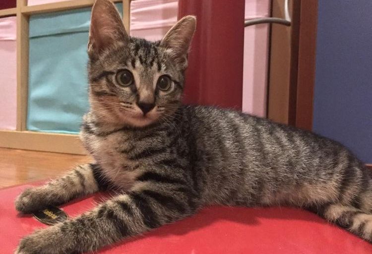 Tabby atigrado (mackerel)