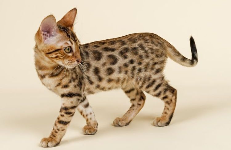 Tabby moteado (spotted)