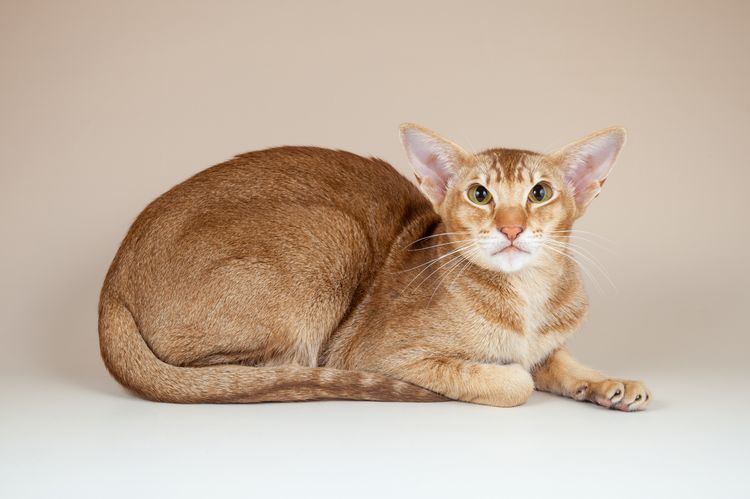 Tabby ticked (ticked)